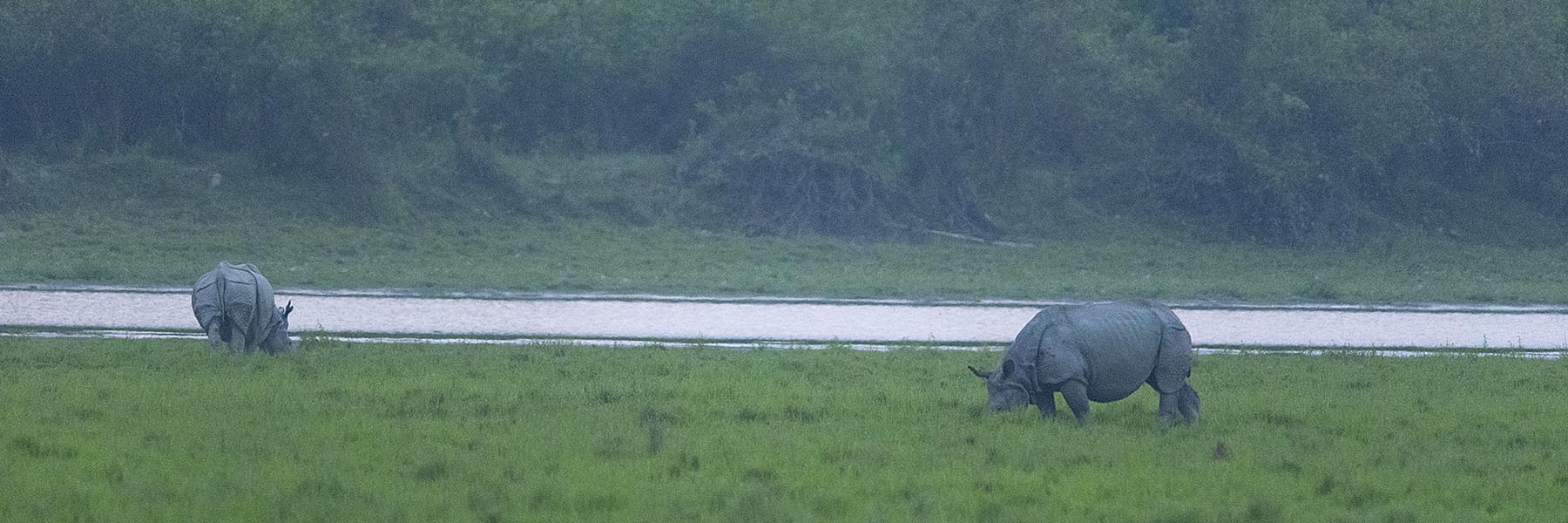 Pobitora Wildlife Sanctuary