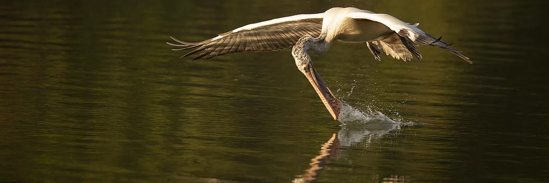 Ranganathittu Bird Sanctuary