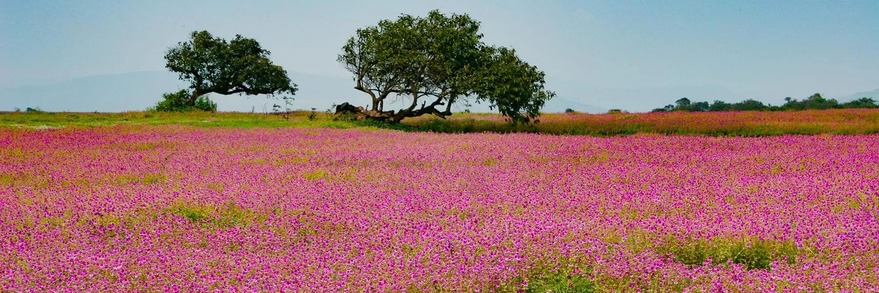 Kaas Plateau