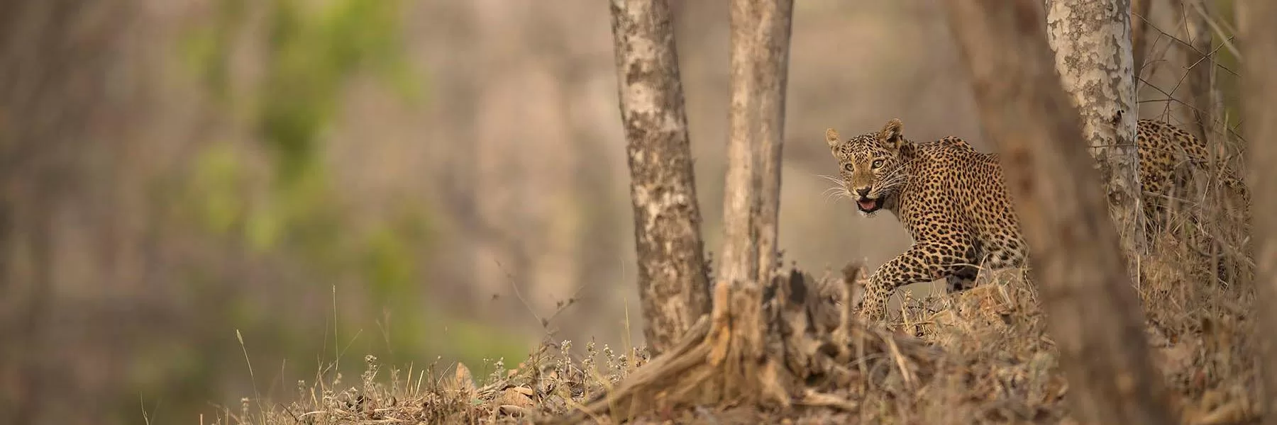 Satpura National Park