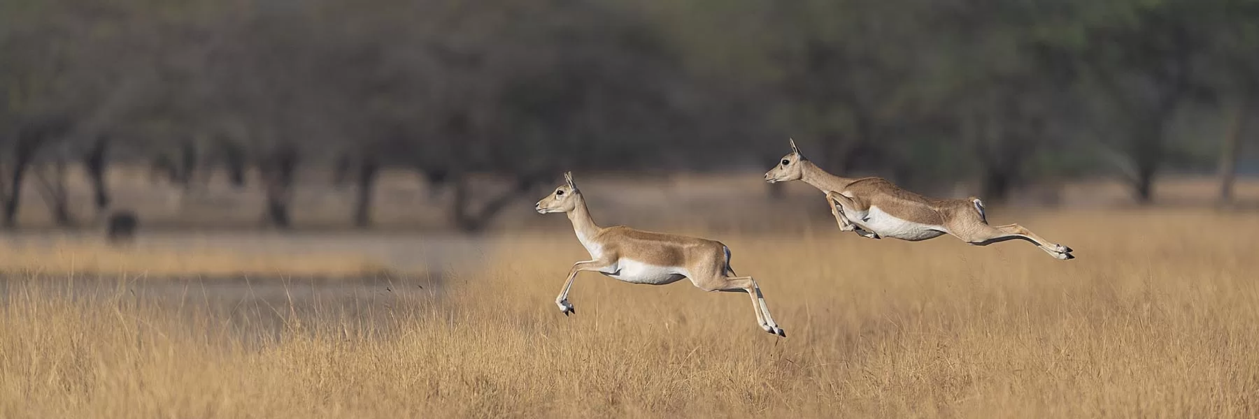 Blackbuck National Park
