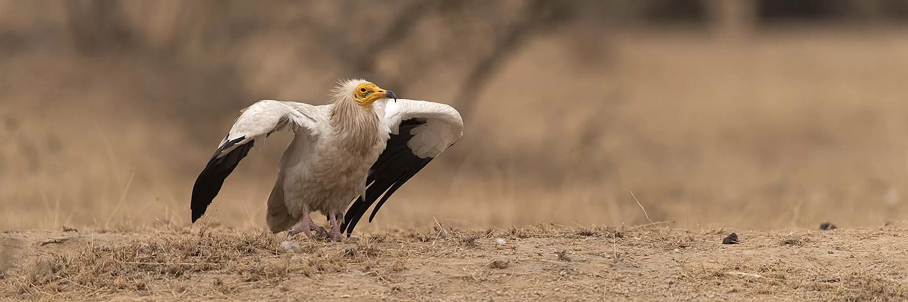 Jorbeer Conservation Reserve