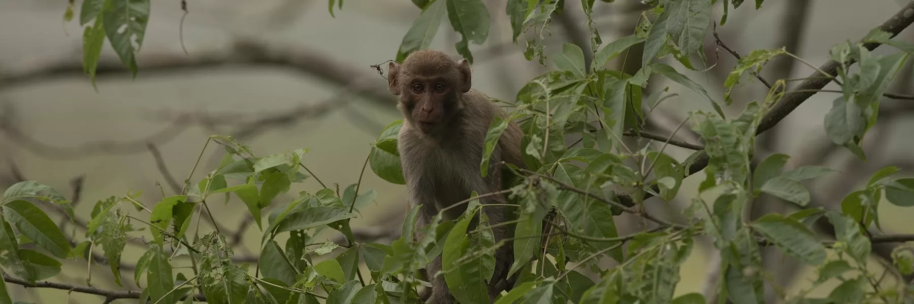 Hoollongapar Gibbon Wildlife Sanctuary