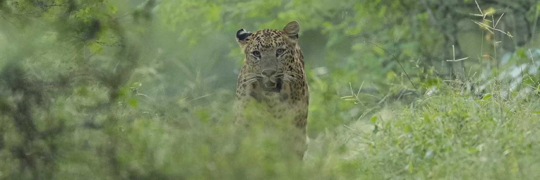 Jaipur Jhalana Safari Park