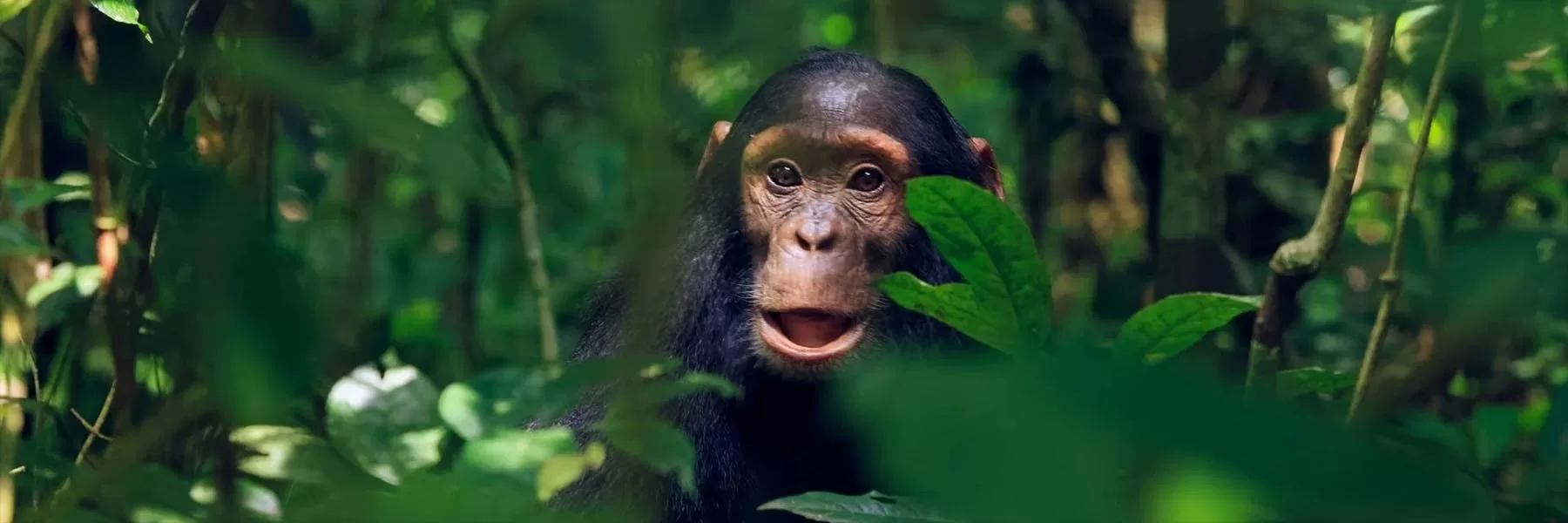 Kibale National Park