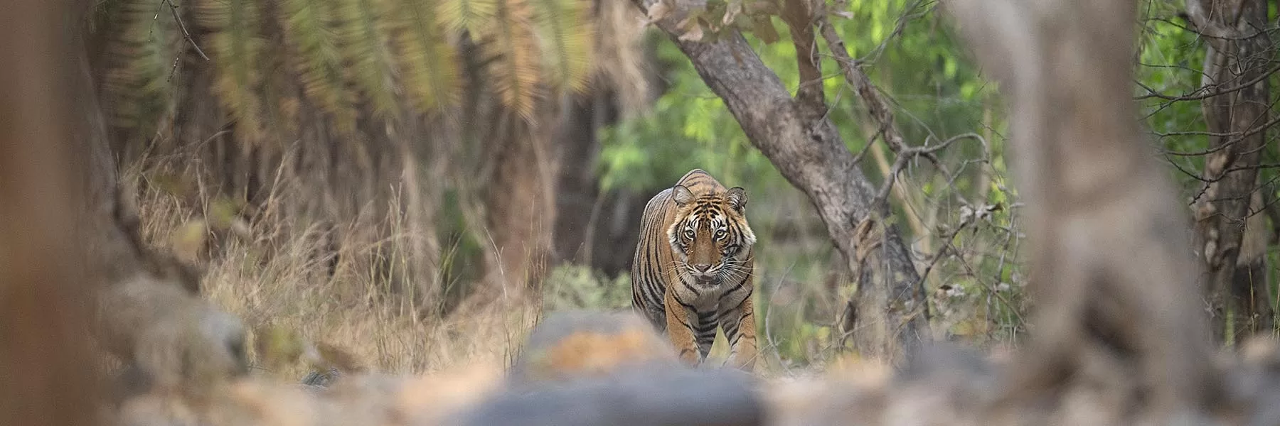Ranthambore National Park