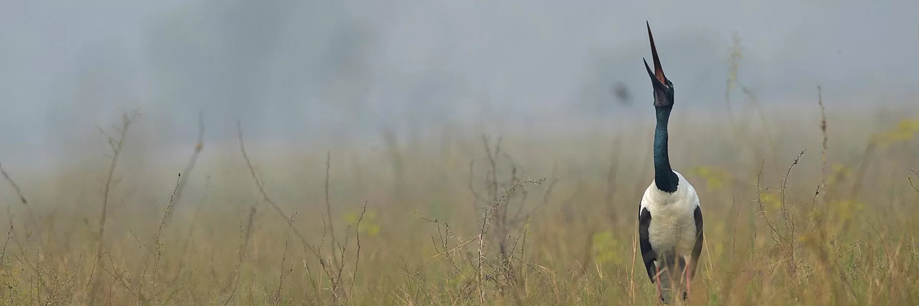 Bharatpur Bird Sanctuary