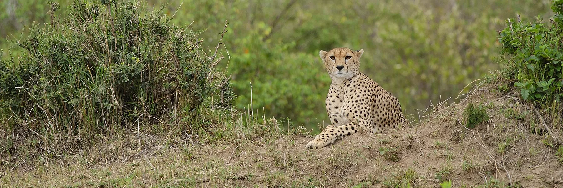 Botswana Wildlife Safari