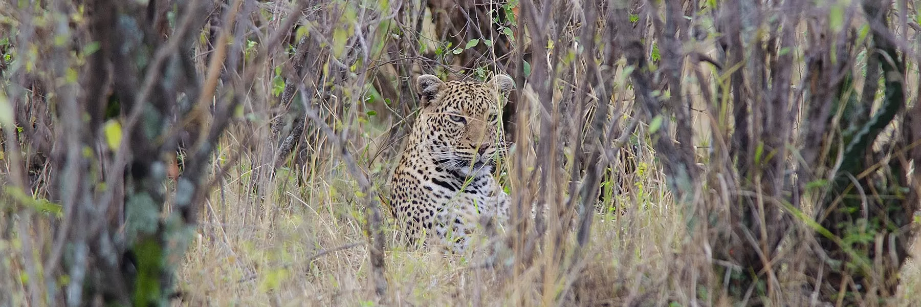 Classic Botswana Safari