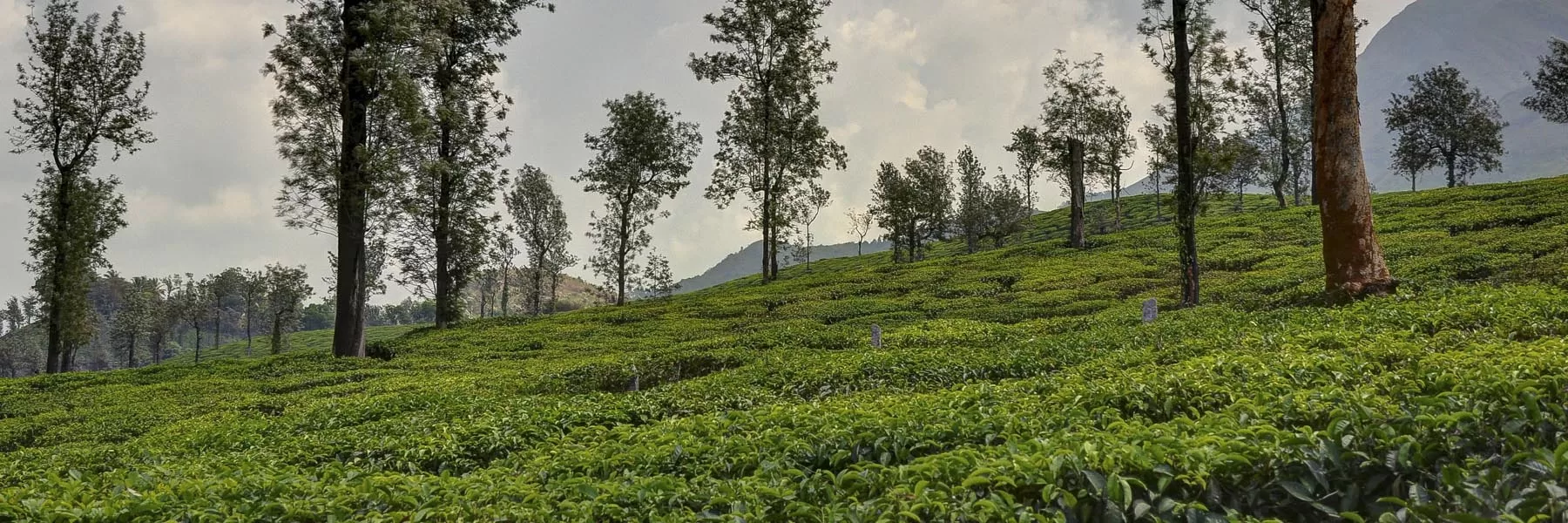 wayanad