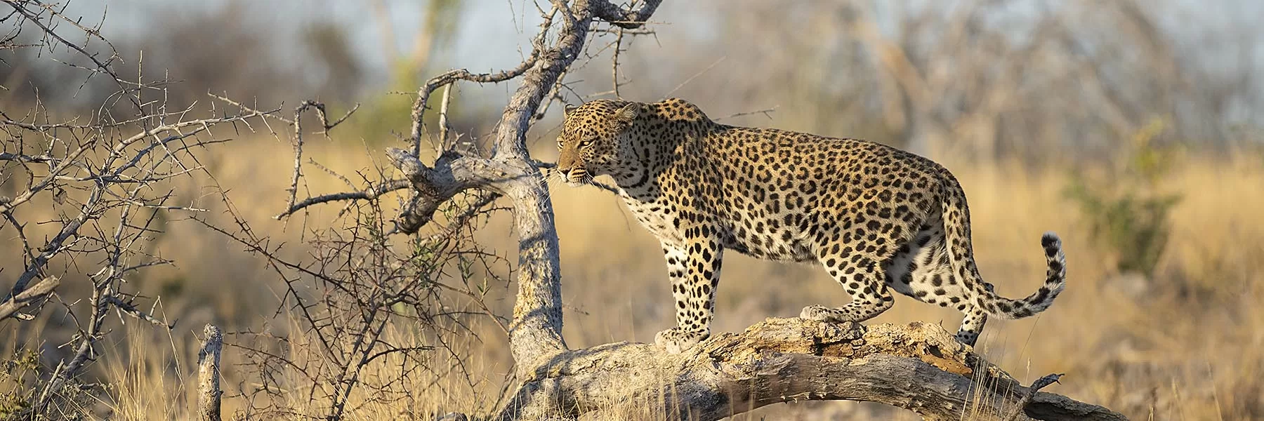 Wilderness Safari Namibia