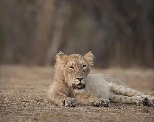 Gir National Park tour