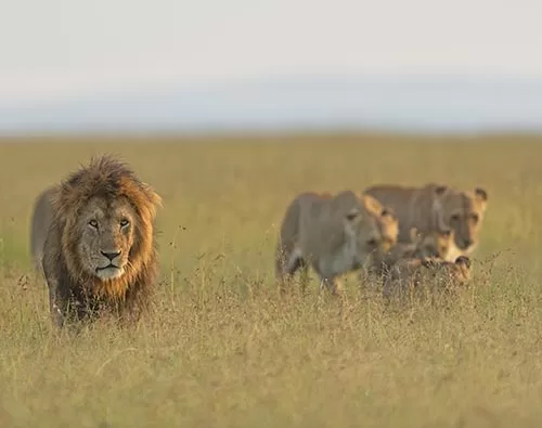 Serengeti Ngorongoro Safari