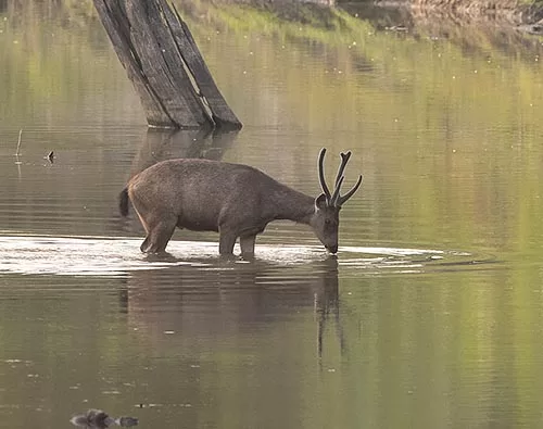 Namdapha National Park tour