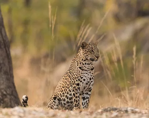 Pench National Park tour