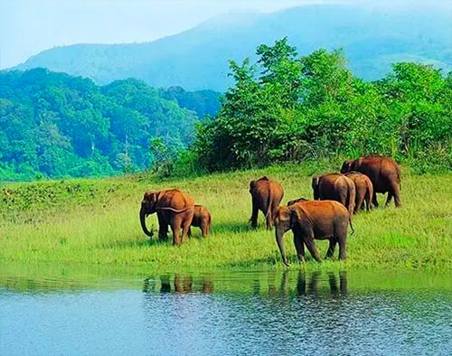 Thekkady tour