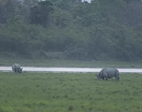 Pobitora Wildlife Sanctuary tour