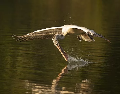 Ranganathittu Bird Sanctuary tour