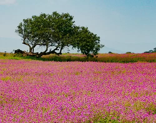 Kaas Plateau tour
