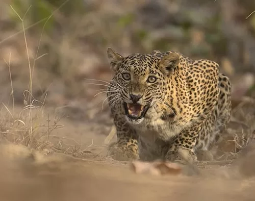 Satpura National Park tour