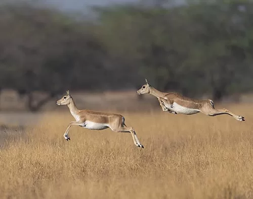 Blackbuck National Park tour