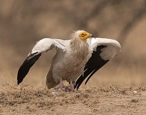 Jorbeer Conservation Reserve tour