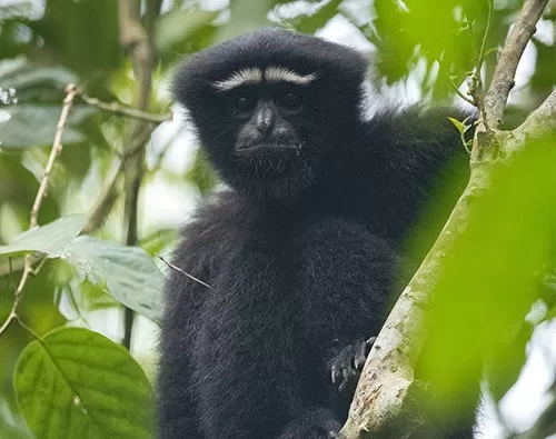 Hoollongapar Gibbon Wildlife Sanctuary tour