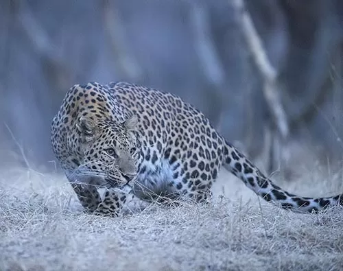 Jaipur Jhalana Safari Park tour