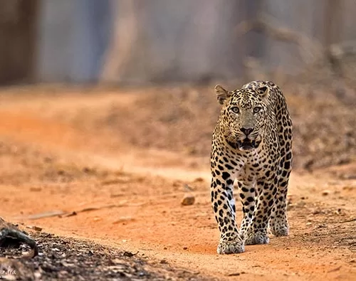 Kabini Nagarhole National Park tour