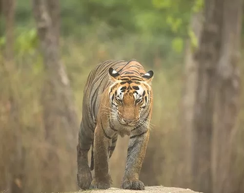 Kanha National Park tour