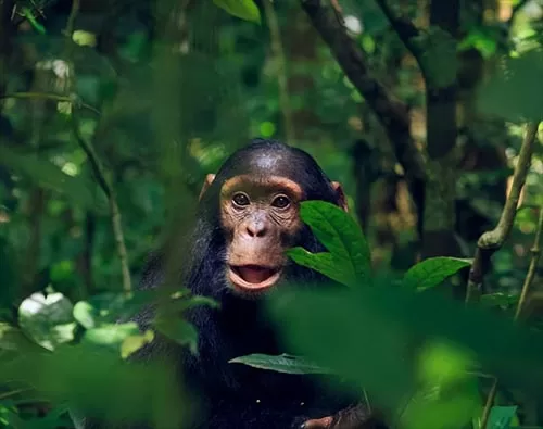 Kibale National Park tour