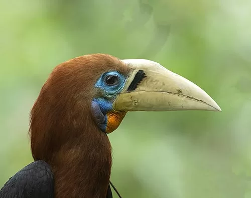 Mahananda Wildlife Sanctuary tour