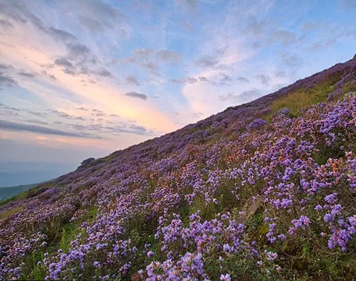 Nilgiri Biosphere Reserve tour