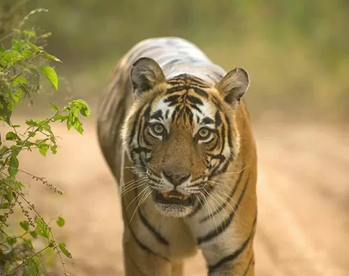Sariska National Park tour
