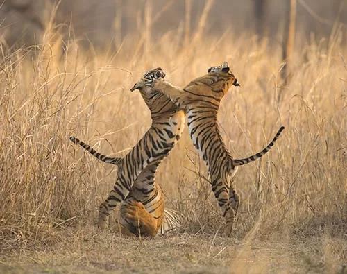 Tadoba Andhari Tiger Reserve tour