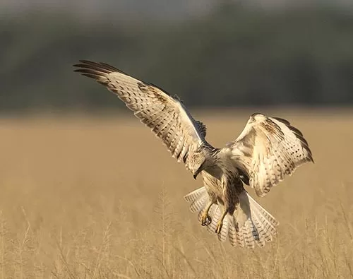 Tal Chhapar Sanctuary  tour