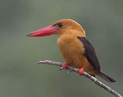 Bhitarkanika National Park tour