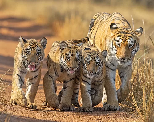India Tiger Marathon tour