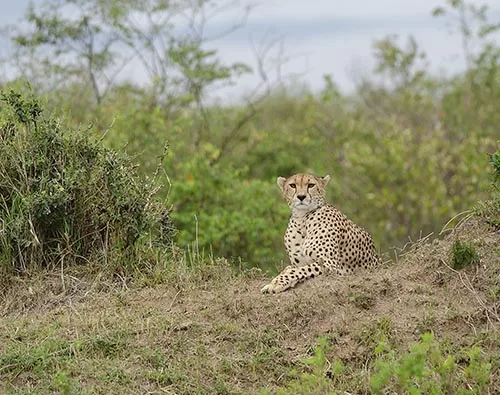 Botswana Wildlife Safari tour
