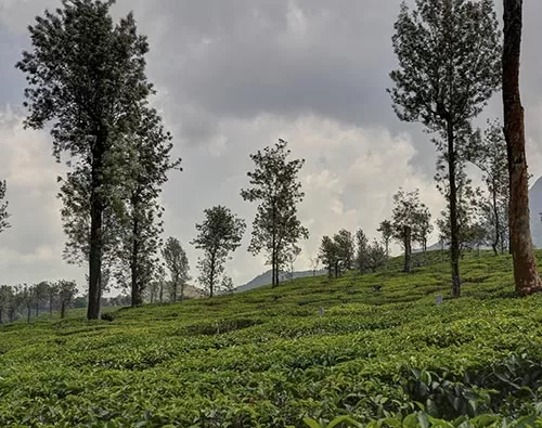 wayanad tour