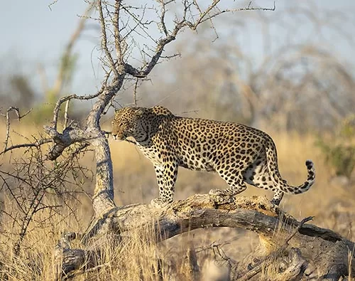 Wilderness Safari Namibia tour