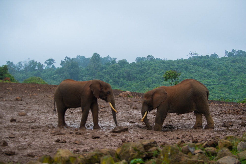 Aberdare National Park, Kenya Explorer Safari Tours