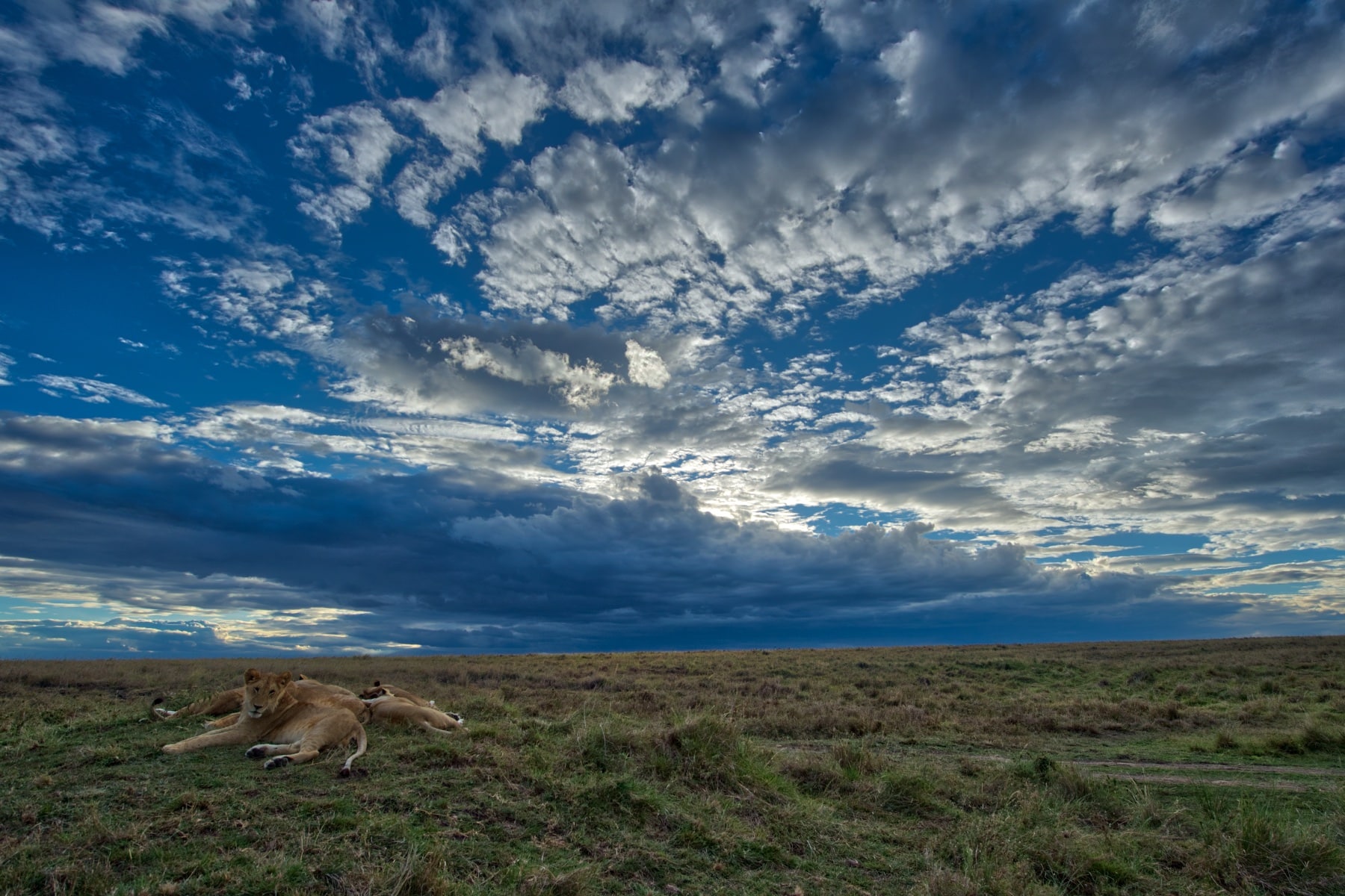 A panoramic view of the lush Masai Mara, naturally thriving with diverse ecosystems and habitats during the Kenya migration safari experience.