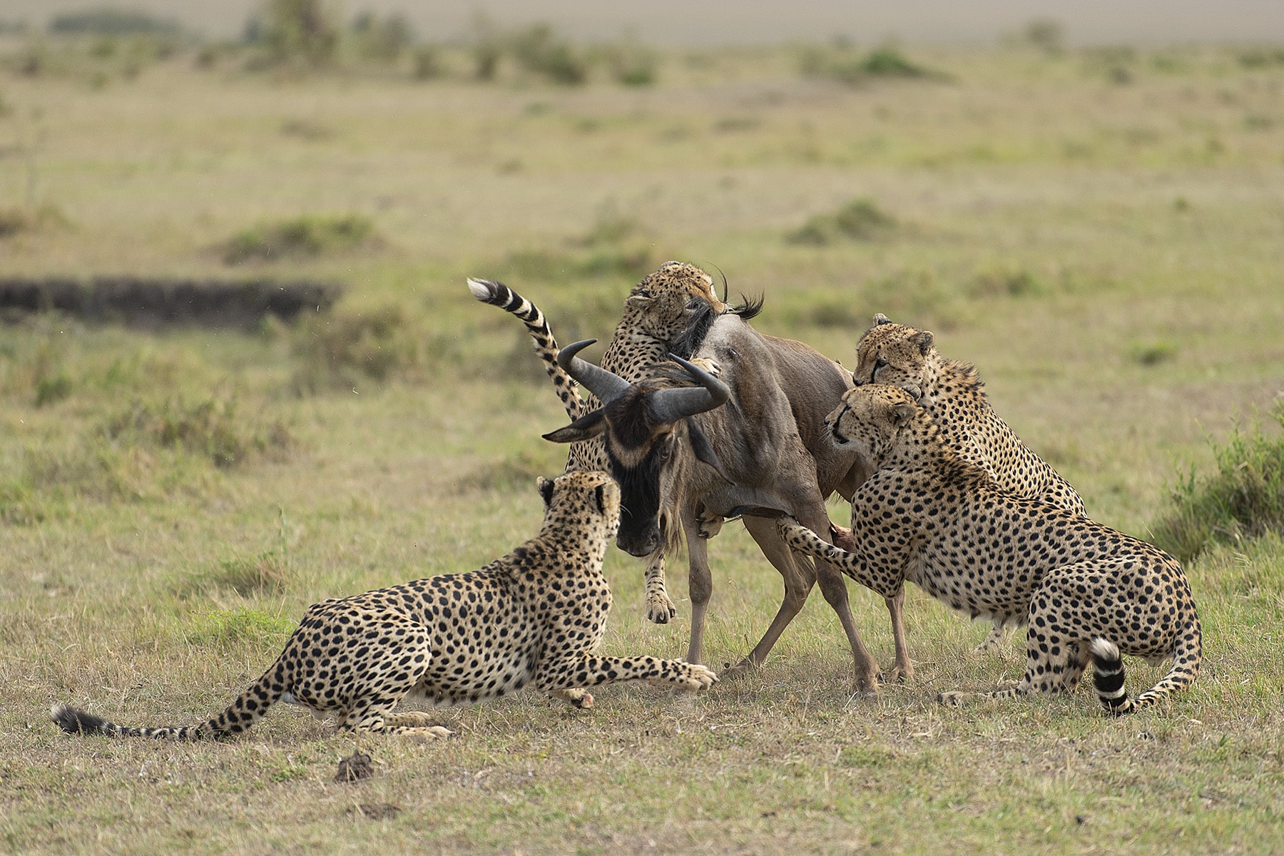 Cheetah safari in kenya