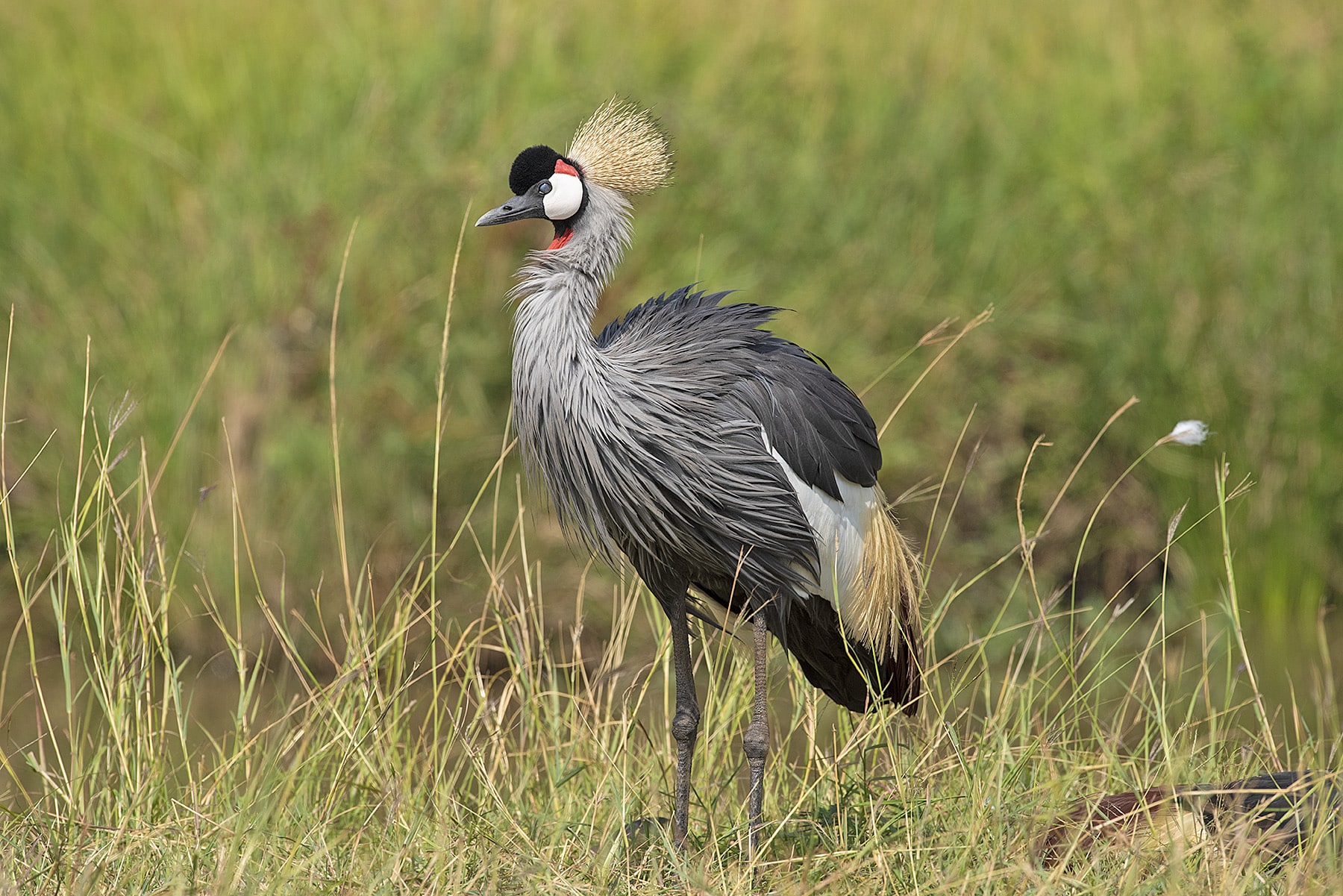 Amidst Kenya's landscapes, the elegant Grey Crowned bird stands out as a captivating sight, adding a touch of grace and beauty to the wilderness experience during luxurious safari.