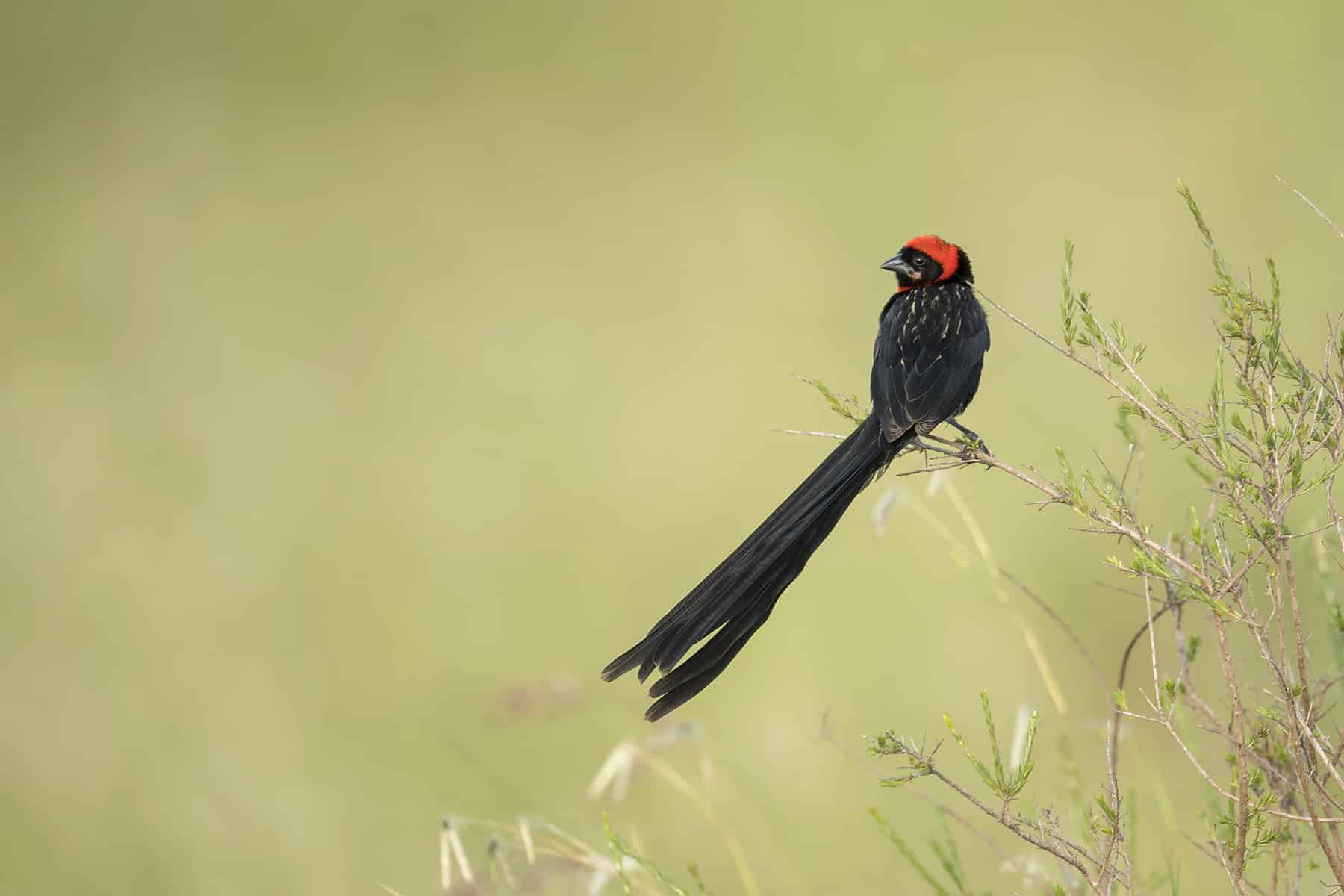 Bird Watching durin your Kenya explorer safari tours