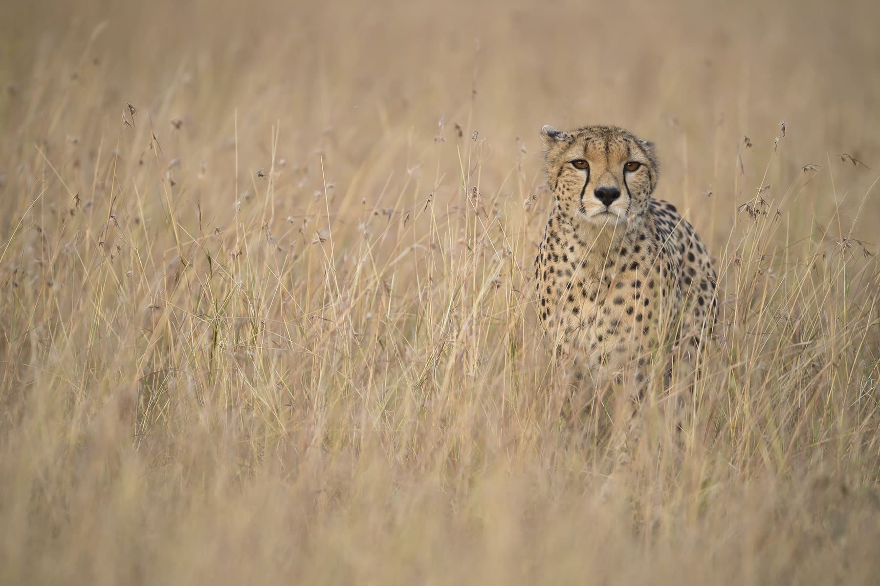 A magnificent cheetah gracefully prowls the vast Kenyan savannah during the annual migration safari