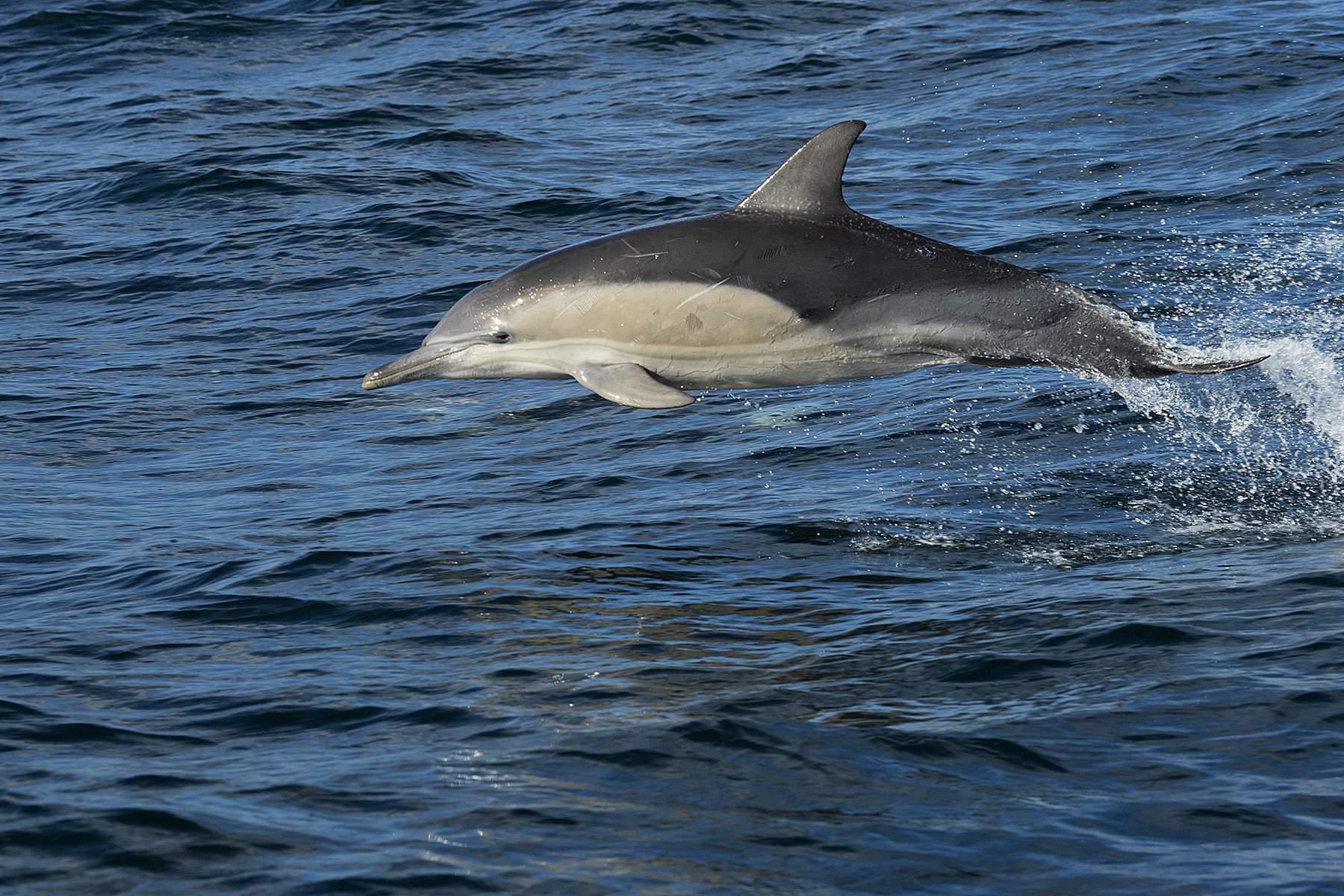 witnessing a playful dolphin will enhance your kenya luxury safari