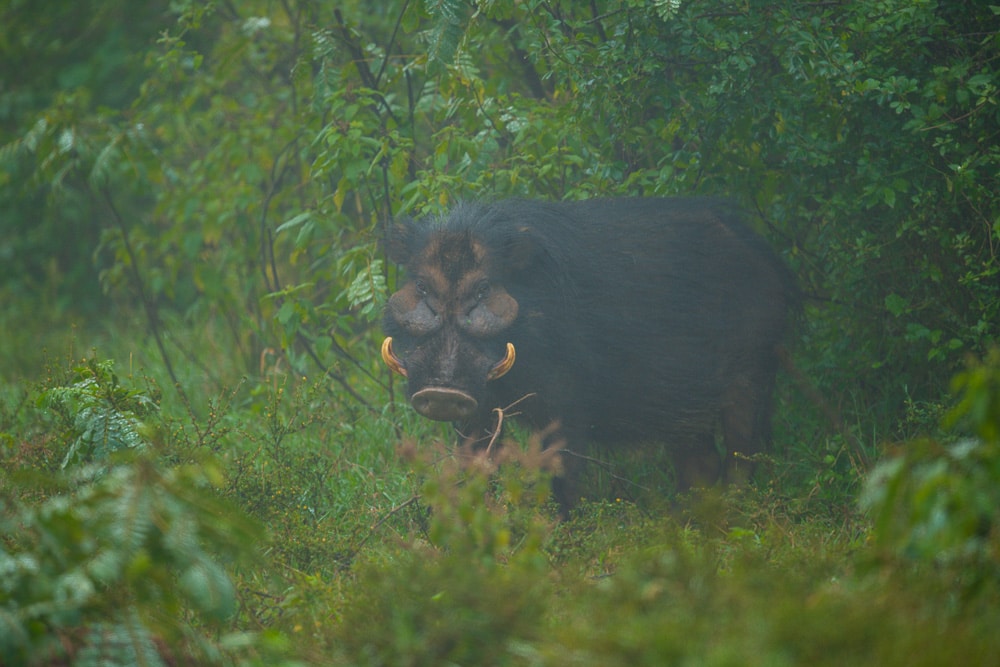 Aberdare National Park, Great Rift Valley Kenya