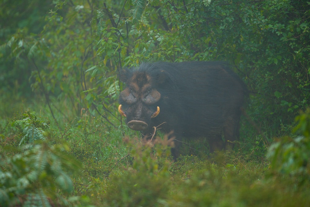 Aberdare National Park, Great Rift Valley Kenya